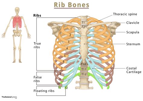 ribs anatomy.